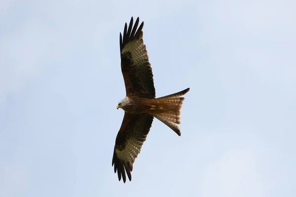 Nahaufnahme Eines Rotmilans Der Hoch Oben Den Blauen Himmel Fliegt — Stockfoto