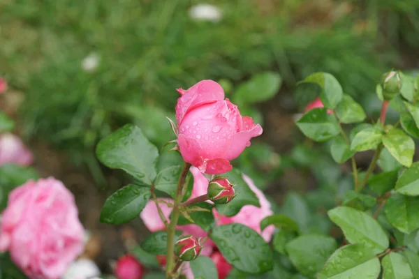 Primo Piano Belle Rose Parco — Foto Stock