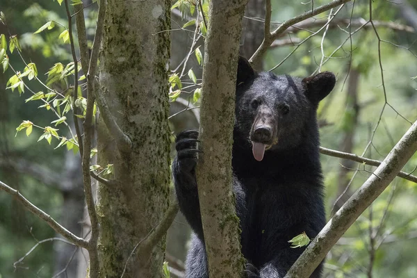 Pystysuora Lähikuva Musta Karhu Yrittää Kiivetä Puuhun Metsässä — kuvapankkivalokuva