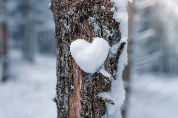 Closeup Snowy Heart Symbol Tree Trunk Blurred Background — Stock Photo, Image