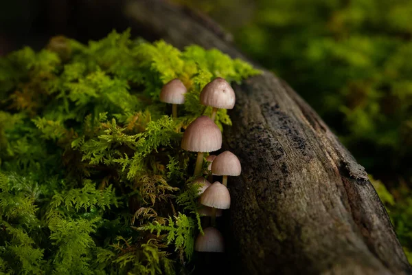 Ormandaki Ağaç Gövdesindeki Yosunların Arasındaki Küçük Mantarlar — Stok fotoğraf