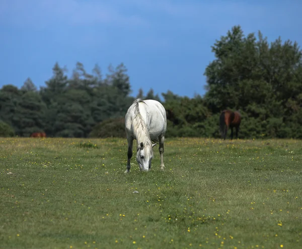 Wybiórcze Ujęcie Pięknego Białego Konia Jedzącego Trawę Tle Drzew Brązowych — Zdjęcie stockowe