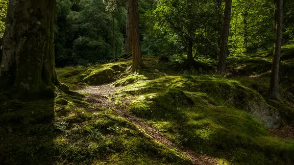 Uma Pequena Trilha Uma Floresta Linda Verde Musgosa — Fotografia de Stock