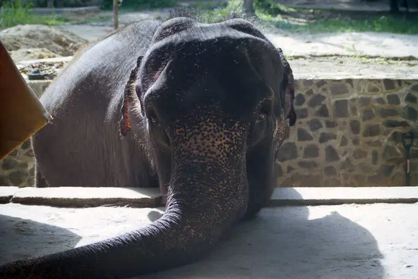 Крупным Планом Снимок Головы Индийского Слона Смотрящего Камеру — стоковое фото