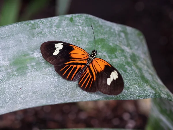 Closeup Shot Beautiful Orange Butterfly Plant — 图库照片