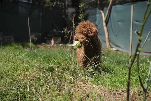 Cute Poodle Dog Playing Tennis Ball Garden — Stock Photo, Image