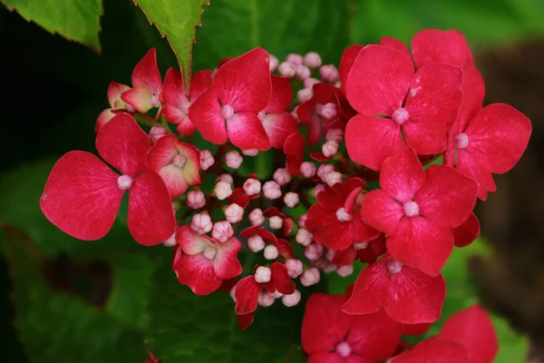 Eine Nahaufnahme Der Hortensie Macrophylla Umgeben Von Grünen Blättern Ausgewählte — Stockfoto