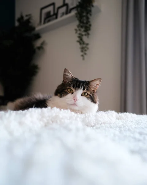 Een Schattige Pluizige Witte Bruine Kat Liggend Het Bed — Stockfoto