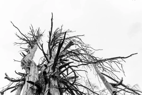 Низький Кут Пострілу Старого Голого Дерева Сірому Кольорі — стокове фото