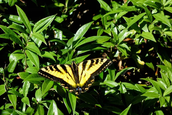 Gros Plan Papillon Sur Une Plante — Photo