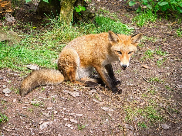 Primer Plano Zorro Sentado Suelo Bosque — Foto de Stock