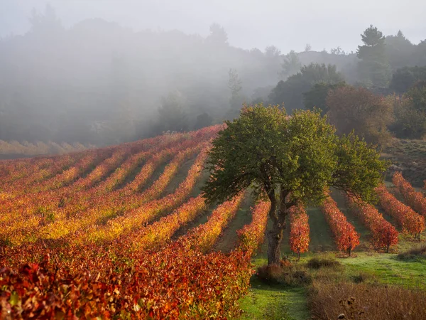 Beautiful Shot Vineyards Greece — Stock Photo, Image