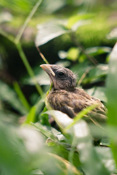 Uma Bela Foto Saffron Finch Atrás Das Folhas — Fotografia de Stock