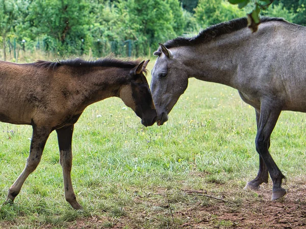 Sebuah Foal Dan Ibu Kuda Lapangan Sebuah Peternakan — Stok Foto