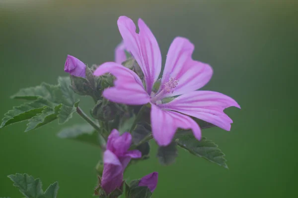 Eine Nahaufnahme Von Blühenden Lila Malva Sylvestris Blume Isoliert Der — Stockfoto