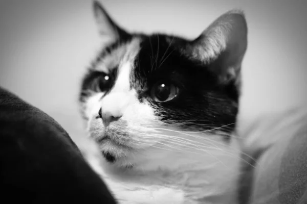 Gråskala Porträtt Bedårande Tricolor Katt Med Listig Blick — Stockfoto