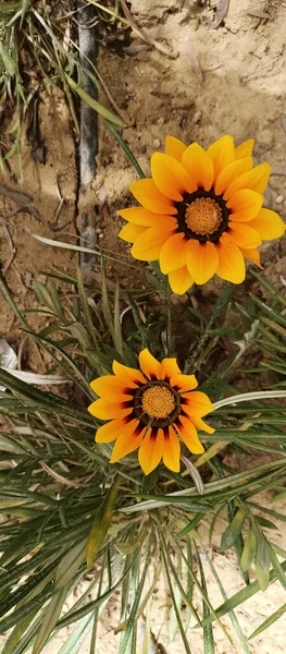 Belles Marguerites Africaines Jaunes Cultivées Dans Jardin Printemps — Photo