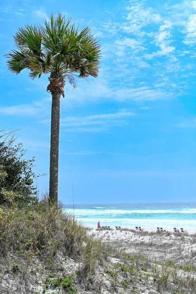 フロリダ州デスティンの美しいビーチと美しい空にある背の高いヤシの木 — ストック写真