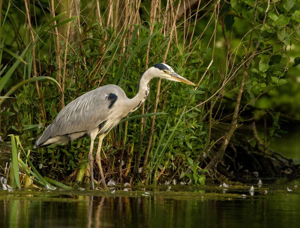 Eine Nahaufnahme Eines Graureihers Ardea Cinerea Einem See Oder Teich — Stockfoto