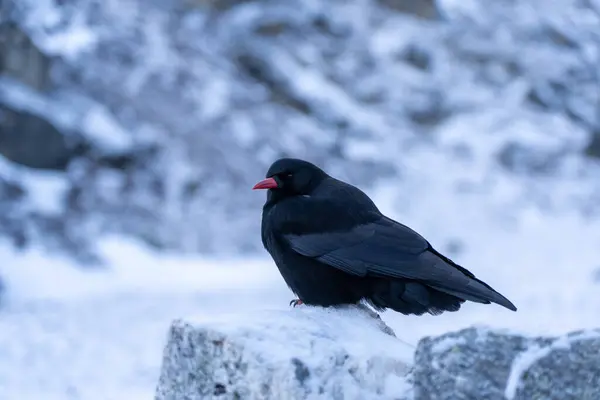 Närbild Vacker Svart Fågel Med Röd Näbb Stående Sten Det — Stockfoto