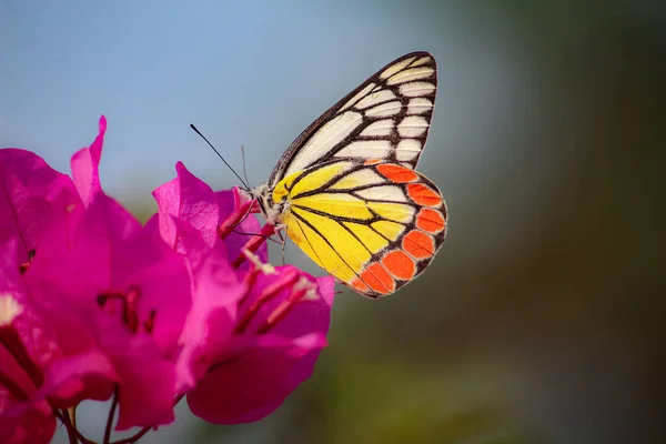 Крупный План Раскрашенной Бабочки Иезавели Пьющей Нектар Розового Бугенвиллии Саду — стоковое фото