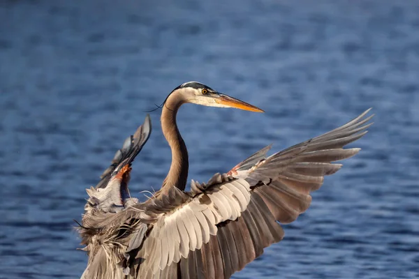 왜가리가 날아가는 플로리다주의 — 스톡 사진