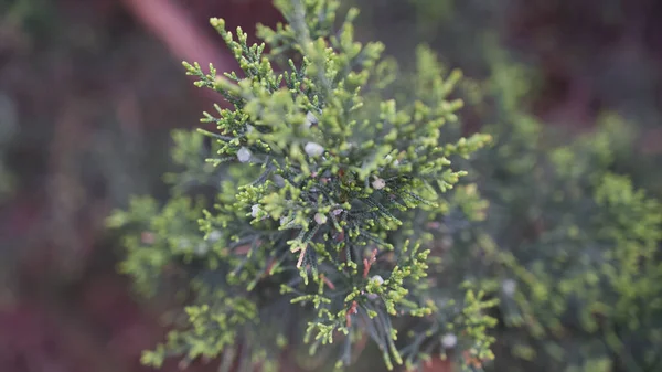 Thuja Branch Blurred Background — Stock Photo, Image