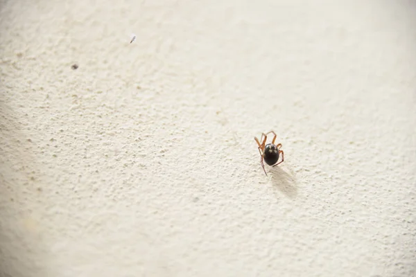 Une Araignée Sur Mur Blanc — Photo