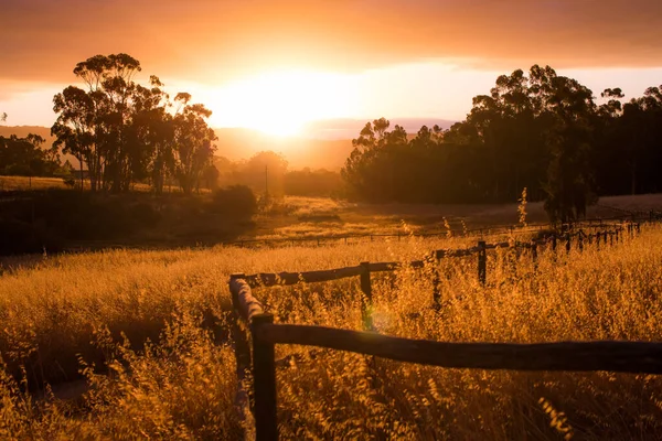 Gouden Lang Gras Geteeld Het Veld Tegen Betoverende Zonsondergang Hemel — Stockfoto