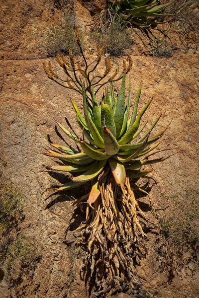 Aloe Plant Growing Vertical Rock Face — Stock Photo, Image