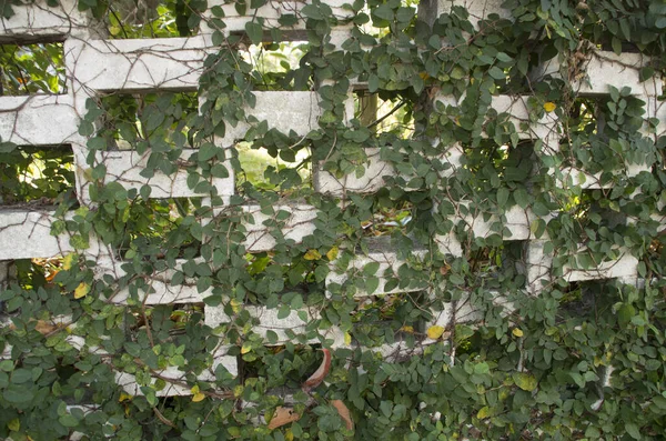 Closeup Ivy Covering Wall Yard Historic Home Wilmington North Carolina — Stock Photo, Image