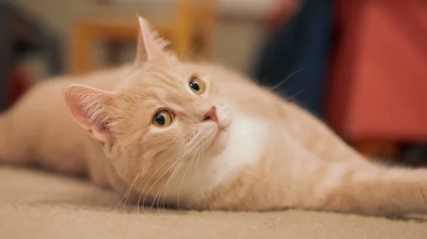 一只米色家猫躺在地毯上的特写镜头 — 图库照片