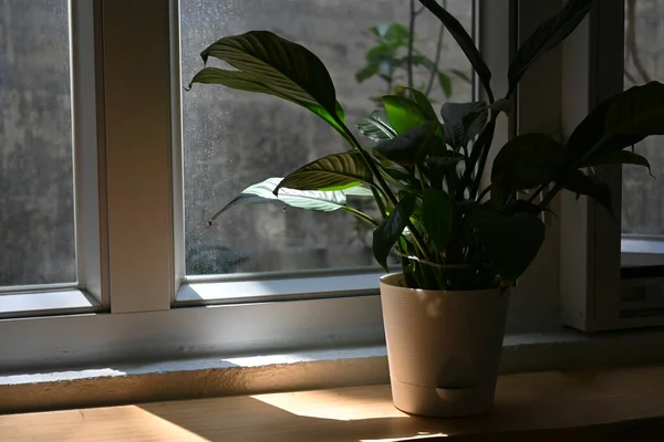 A closeup of a houseplant on a window sill under the sunrays