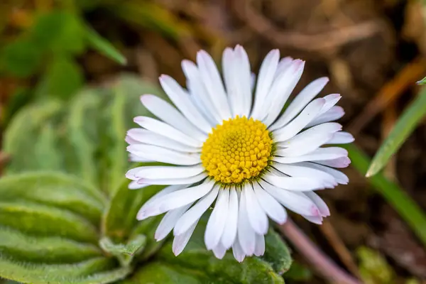 Colpo Orologio Fiore Margherita Bianco — Foto Stock