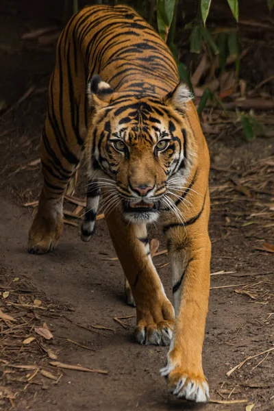 一只野生老虎在丛林中爬来爬去 用饥饿的眼睛凝视着摄像机的垂直镜头 — 图库照片