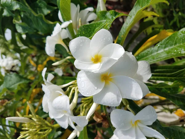 Vertikal Bild Vackra Blommande Plumeria Blommor — Stockfoto