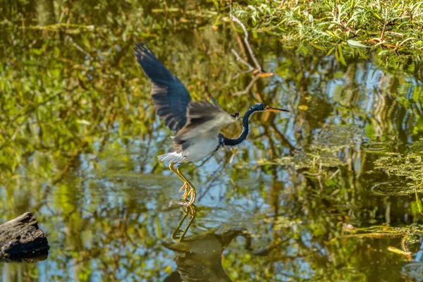 Tri Färgad Heron Lyfter Från Vattnet Vid Circle Bar Reserve — Stockfoto