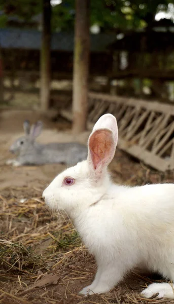 A closeup of a white Rabbit in a farm