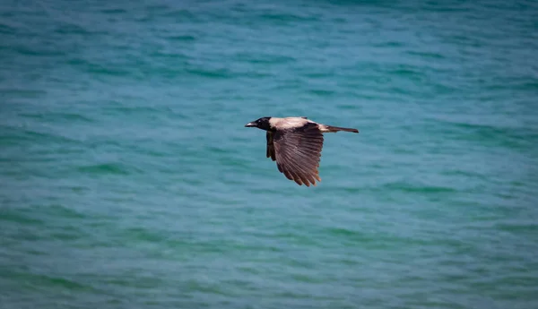 Kruk Latający Nad Zielonym Błękitnym Morzem — Zdjęcie stockowe