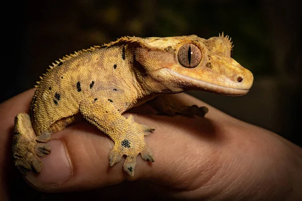 Closeup Shot Baby Gargoyle Gecko — Stock Photo, Image