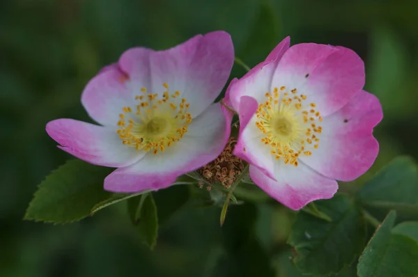 Plano Vertical Flores Rosa Mosqueta Jardín — Foto de Stock