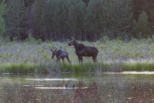 Closeup Mom Baby Moose Bunchberry Meadows Conservation Area Edmonton Alberta — Stock Photo, Image