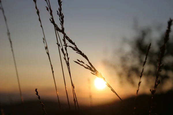 Uma Silhueta Trigo Pôr Sol — Fotografia de Stock