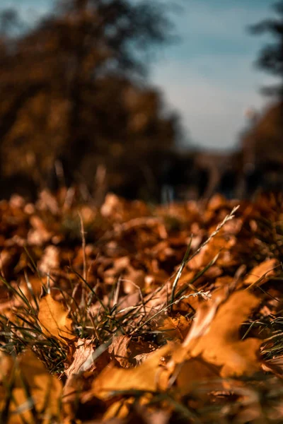 秋の森の中で落ちたオレンジ色の乾燥した葉の風景 — ストック写真