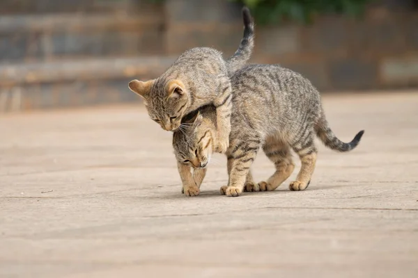 A pair of two tabby cats play fighting on a street