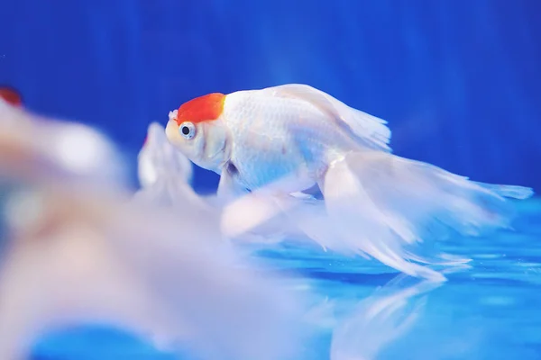 Zbliżenie Ujęcie Małej Białej Ryby Akwarium Pomarańczową Częścią Głowie — Zdjęcie stockowe