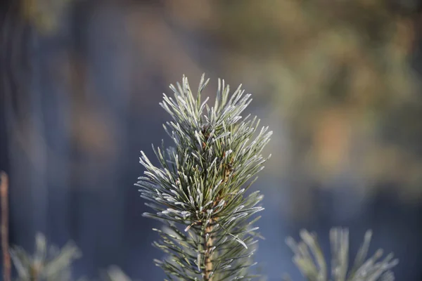 Gros Plan Une Branche Pin Avec Des Aiguilles Dans Forêt — Photo