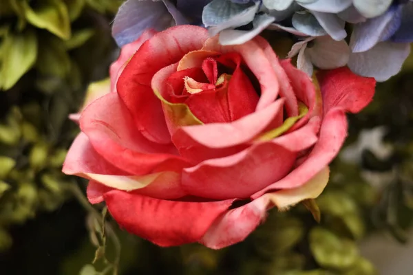 Close Shot Red Blossomed Rose Blurred Background Leaves — Stock Photo, Image