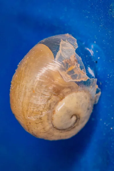 Tiro Vertical Caracol Romano Isolado Fundo Azul — Fotografia de Stock