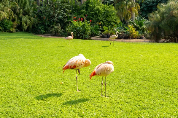 Pinkfarbene Flamingos Stehen Grünen Gras — Stockfoto